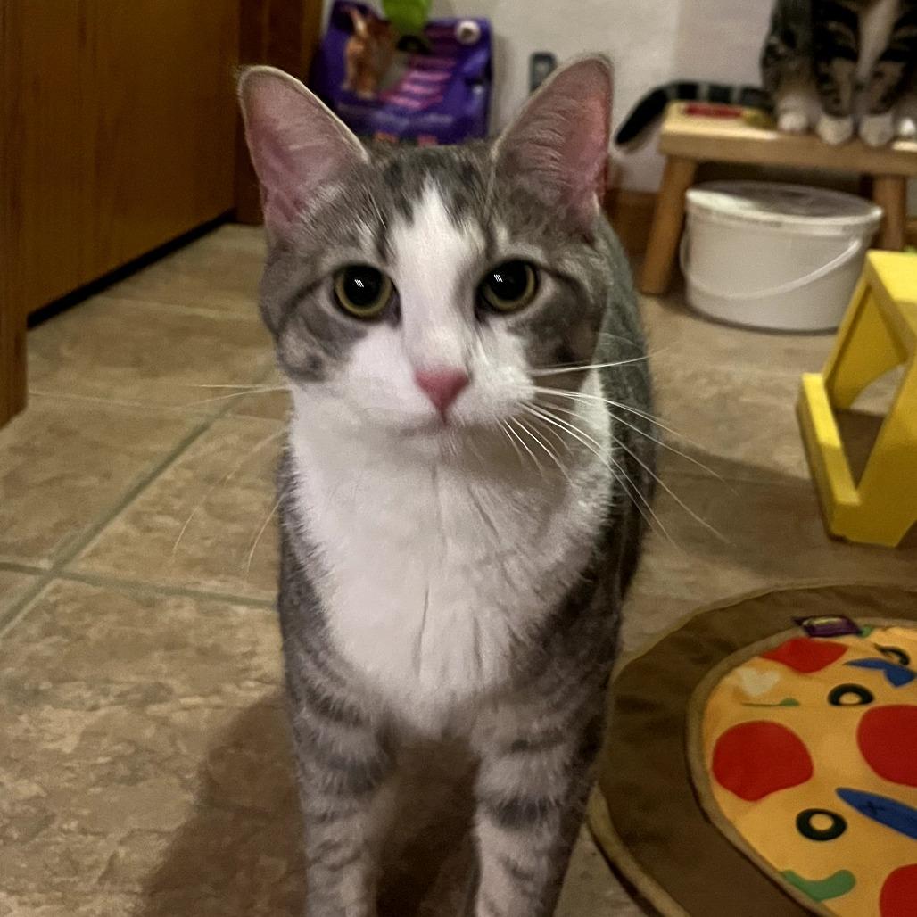 Enlarge Pearl, a Adoptable Domestic Short Hair in Hanna City, IL image 2/2