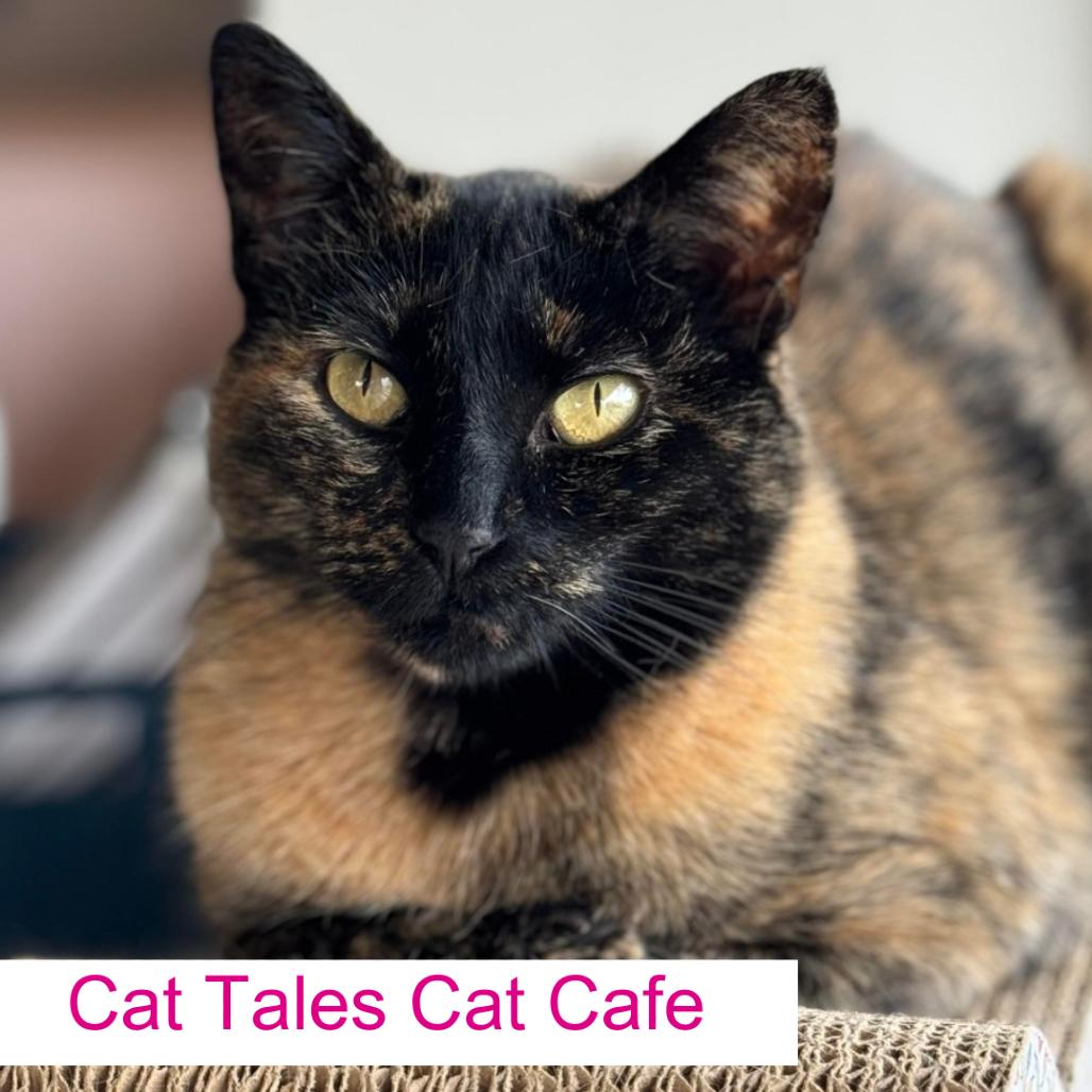 Mama Bear, Adoptable, Adult Female Domestic Short Hair.