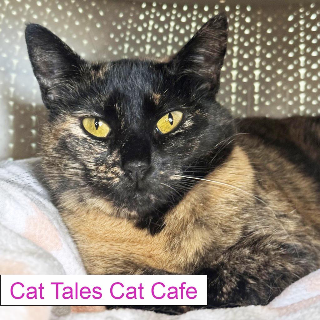 Mama Bear, Adoptable, Adult Female Domestic Short Hair.