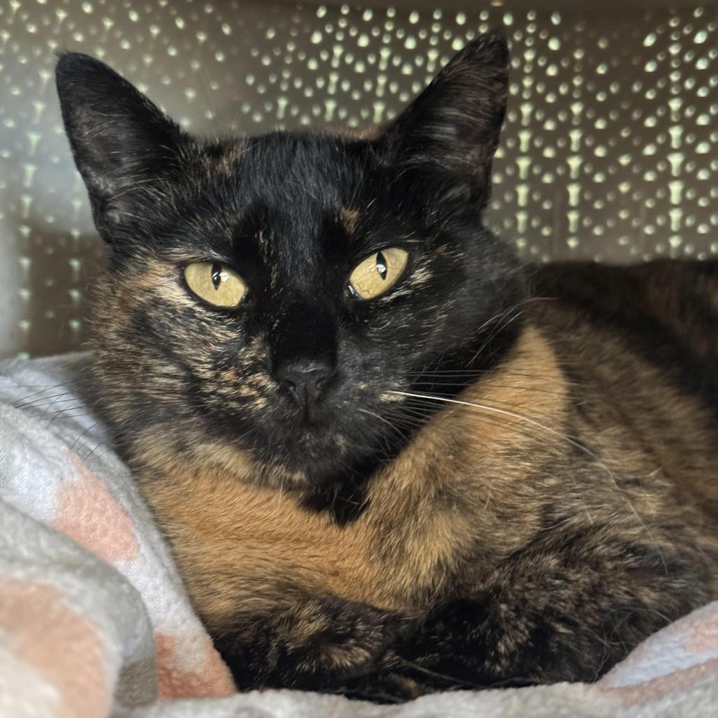 Enlarge Mama Bear, a Adoptable Domestic Short Hair in Chapel Hill, NC image 2/3