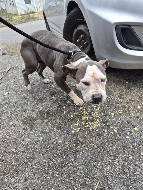 BATTLESHIP, Adoptable, Young Female Pit Bull Terrier & Mixed Breed.