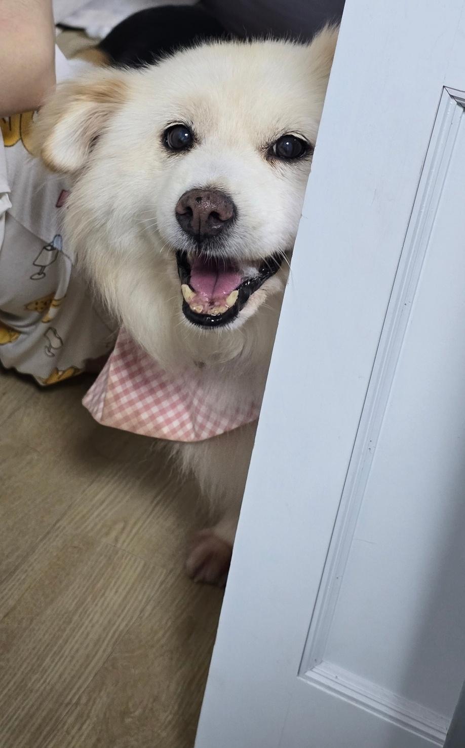 PIPER, a ADOPTABLE mixed breed in Duluth, GA image 5/5