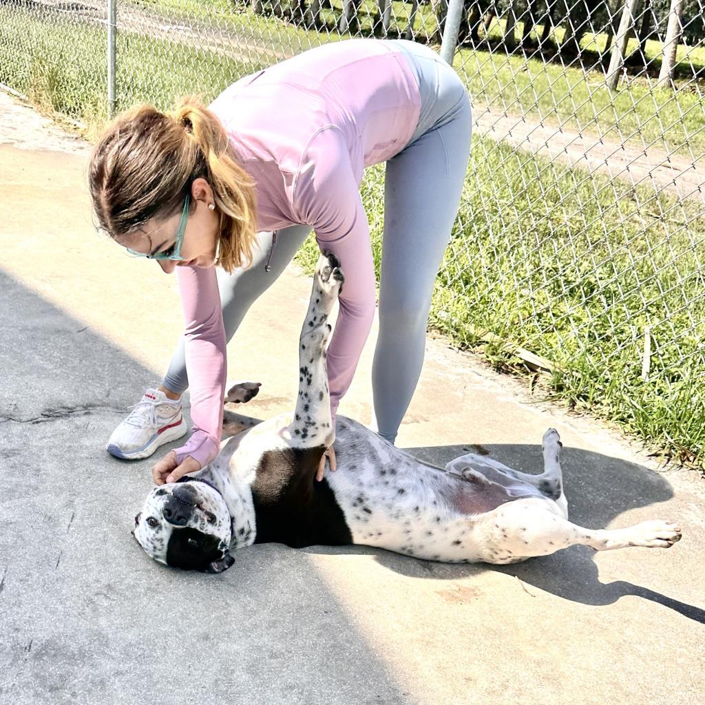 INKY, Adoptable, Adult Male German Shorthaired Pointer & American Staffordshire Terrier.