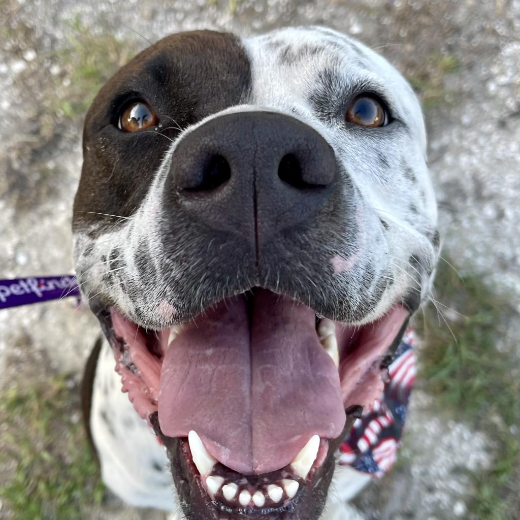 INKY, Adoptable, Adult Male German Shorthaired Pointer & American Staffordshire Terrier.