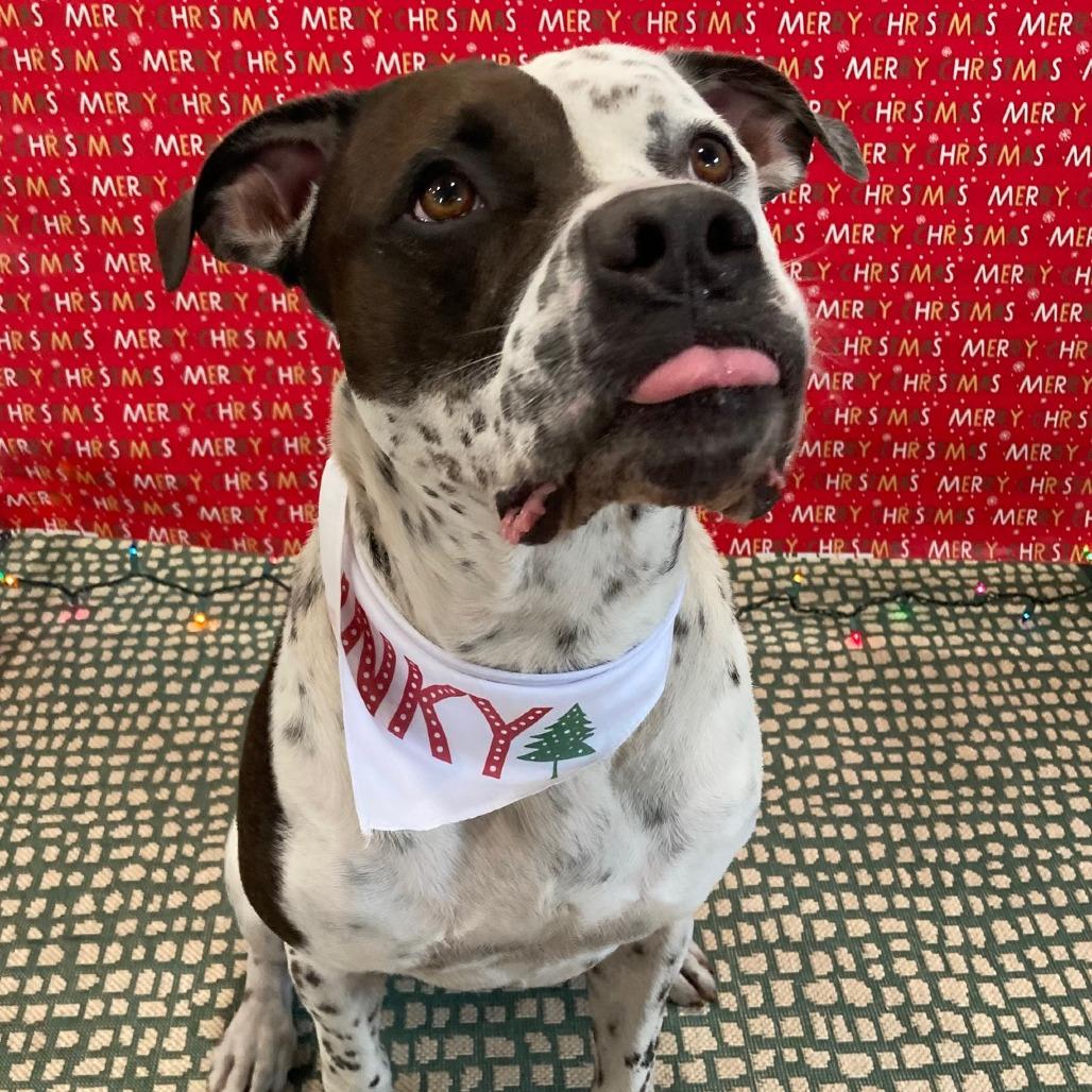 Enlarge INKY, a Adoptable mixed breed in Indiantown, FL image 4/6