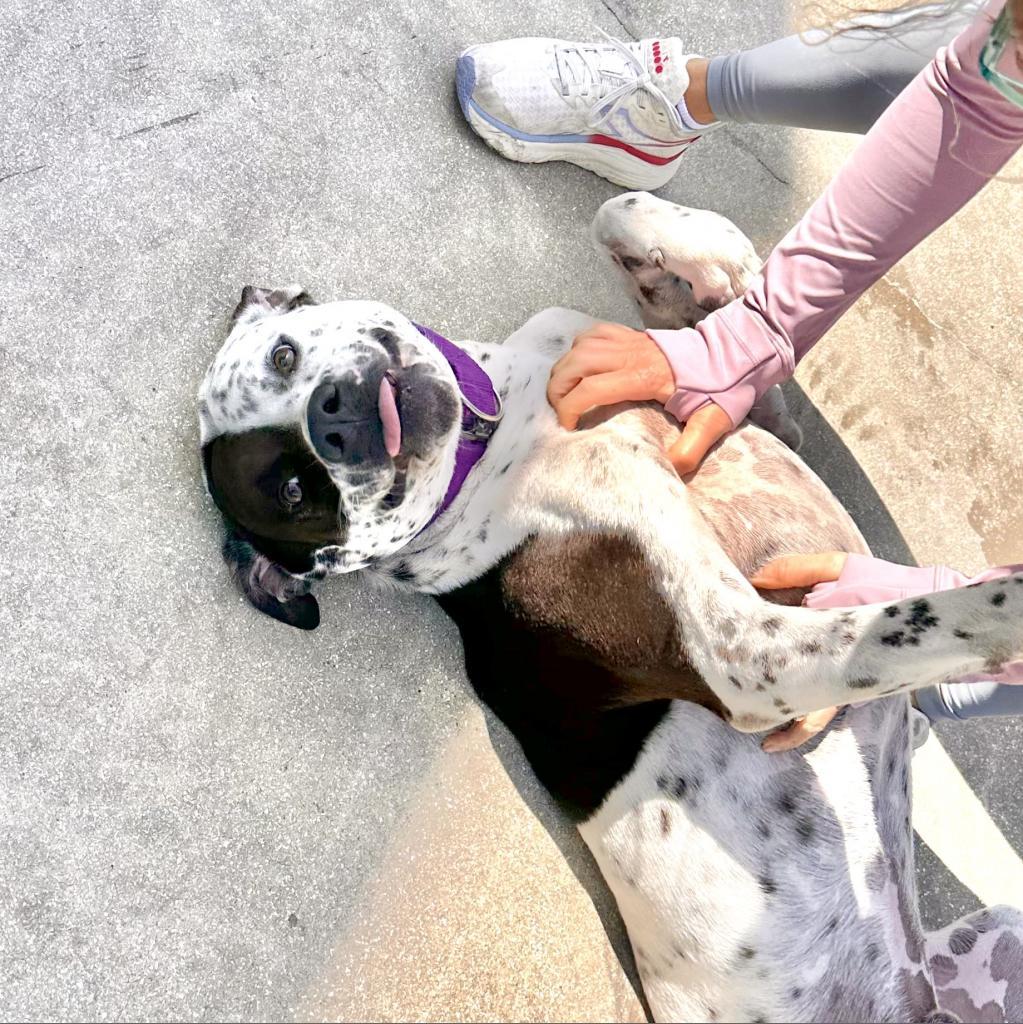 Enlarge INKY, a Adoptable mixed breed in Indiantown, FL image 6/6