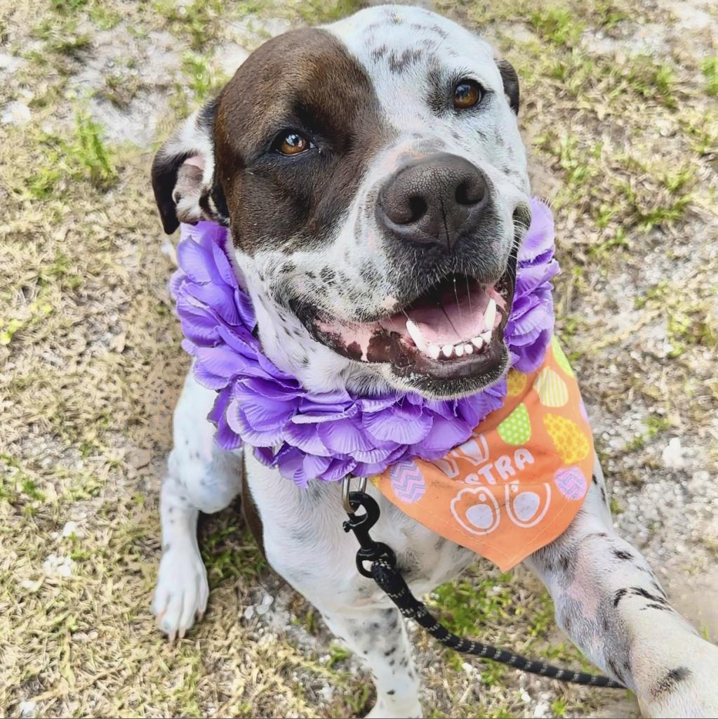 Enlarge INKY, a Adoptable mixed breed in Indiantown, FL image 4/6