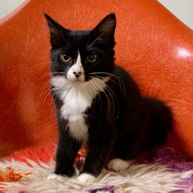 Enlarge Poppy, a Adoptable mixed breed in Concord, NC image 4/6