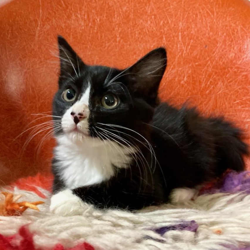 Poppy, Adoptable, Kitten Female Domestic Long Hair & Tuxedo.