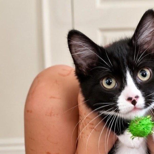 Enlarge Poppy, a Adoptable mixed breed in Concord, NC image 3/6