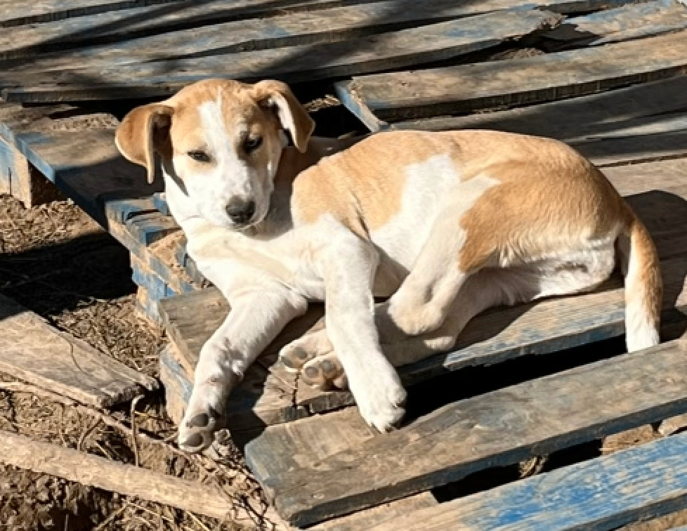 Enlarge Little Lucy, a Adoptable mixed breed in Austin, TX image 1/1