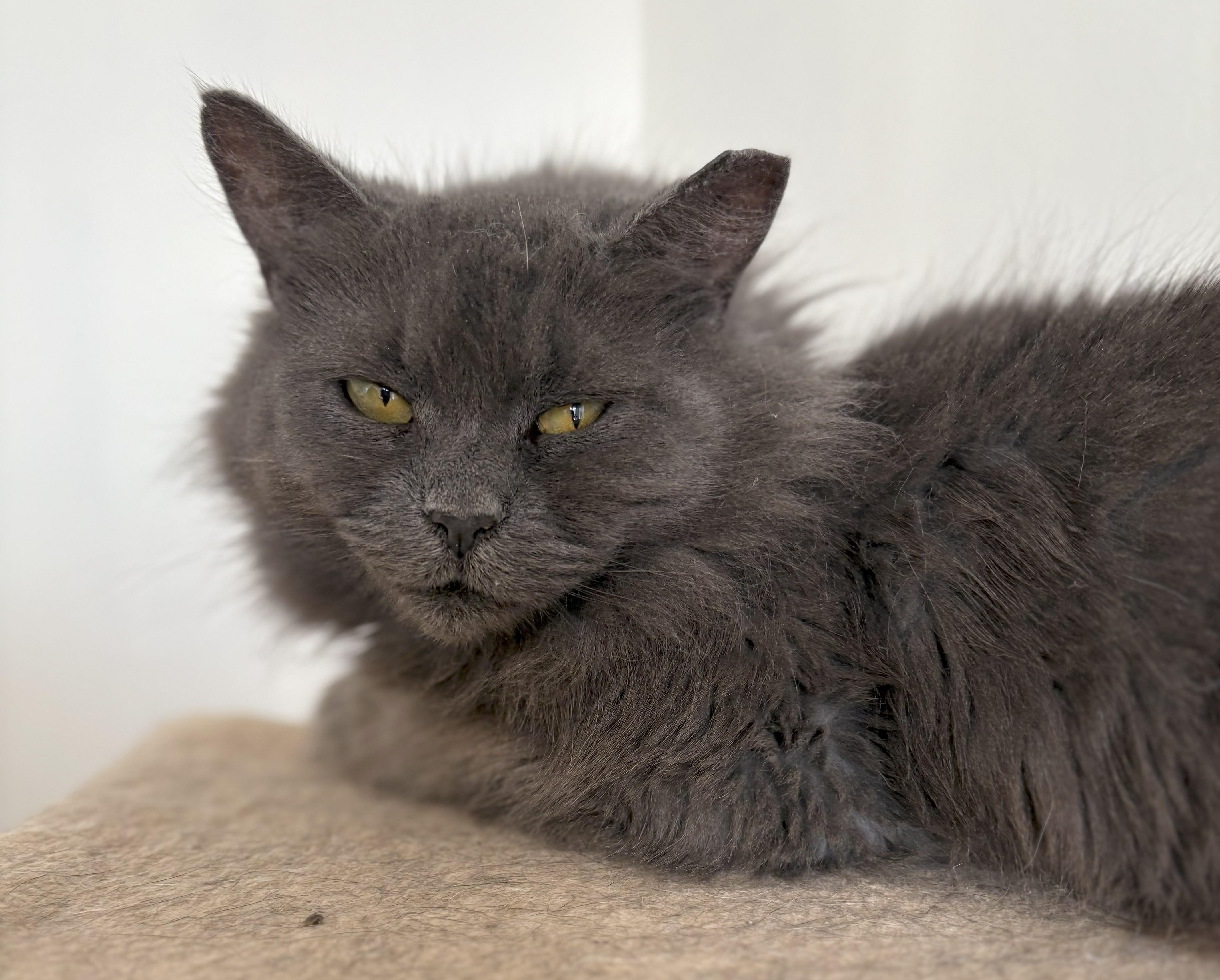 Prosperity, Adoptable, Adult Female Domestic Long Hair.