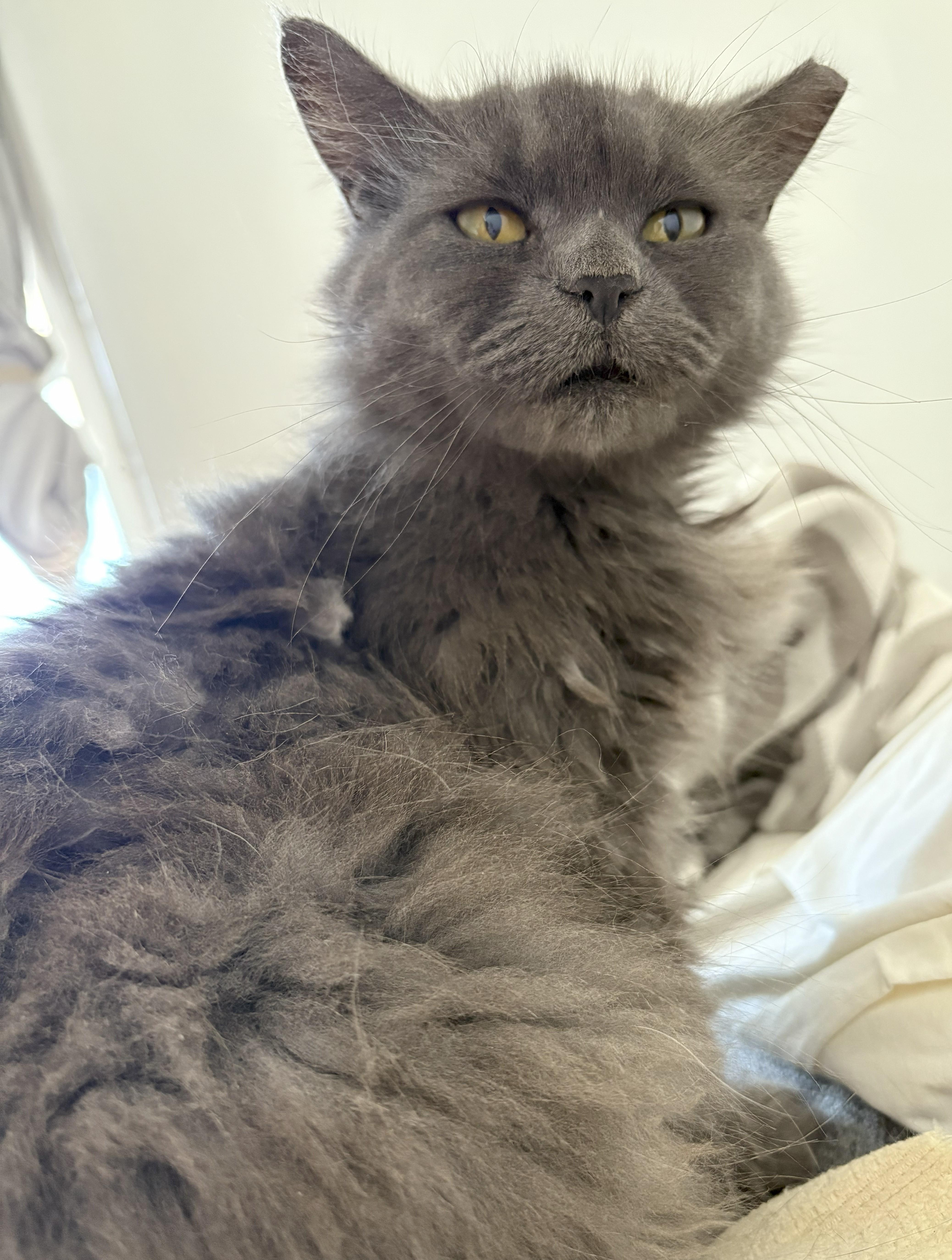 Enlarge Prosperity, a Adoptable Domestic Long Hair in Brooklyn, NY image 2/5
