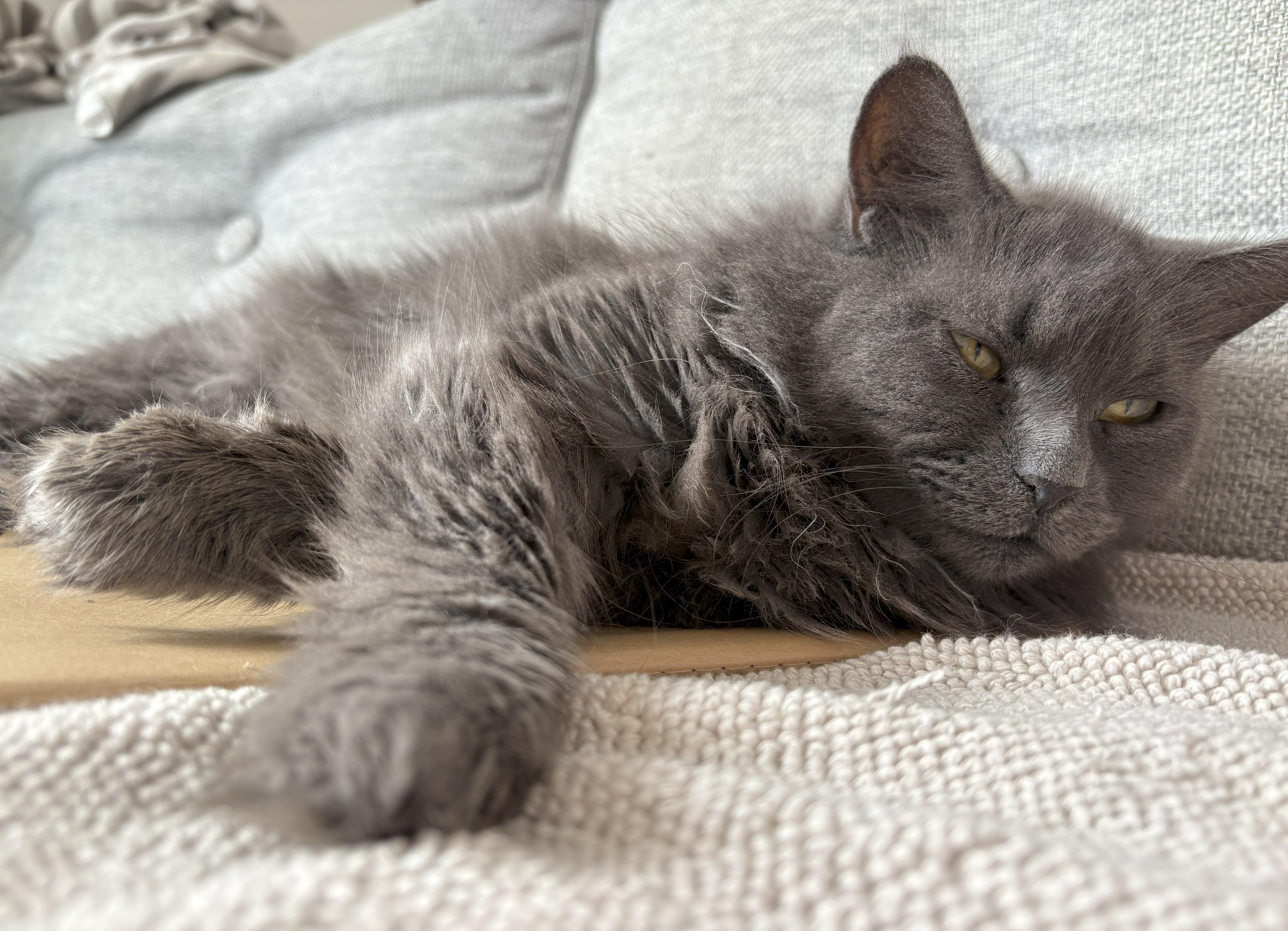 Enlarge Prosperity, a Adoptable Domestic Long Hair in Brooklyn, NY image 3/5