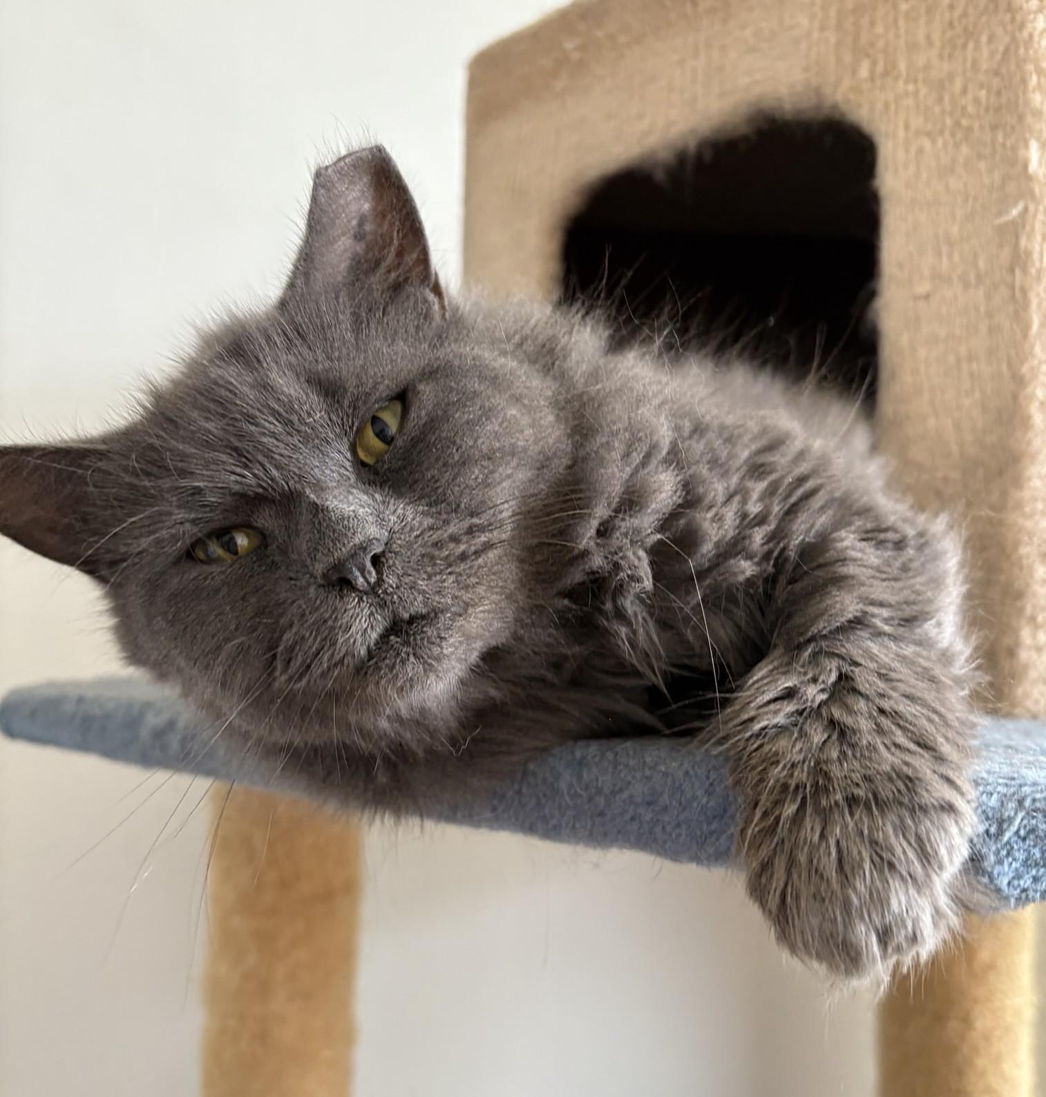 Enlarge Prosperity, a Adoptable Domestic Long Hair in Brooklyn, NY image 4/5