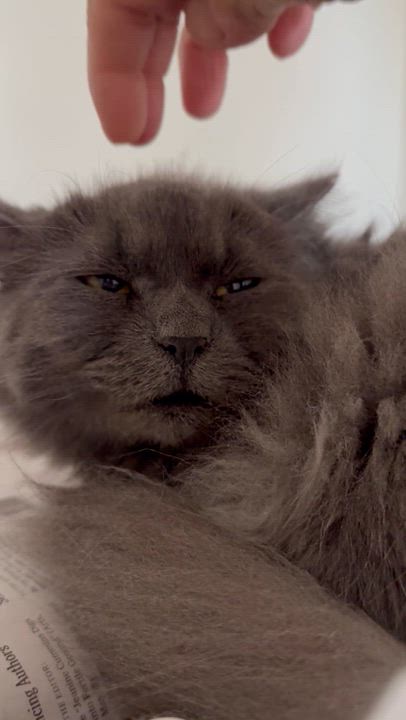 Enlarge Prosperity, a Adoptable Domestic Long Hair in Brooklyn, NY video 5/5