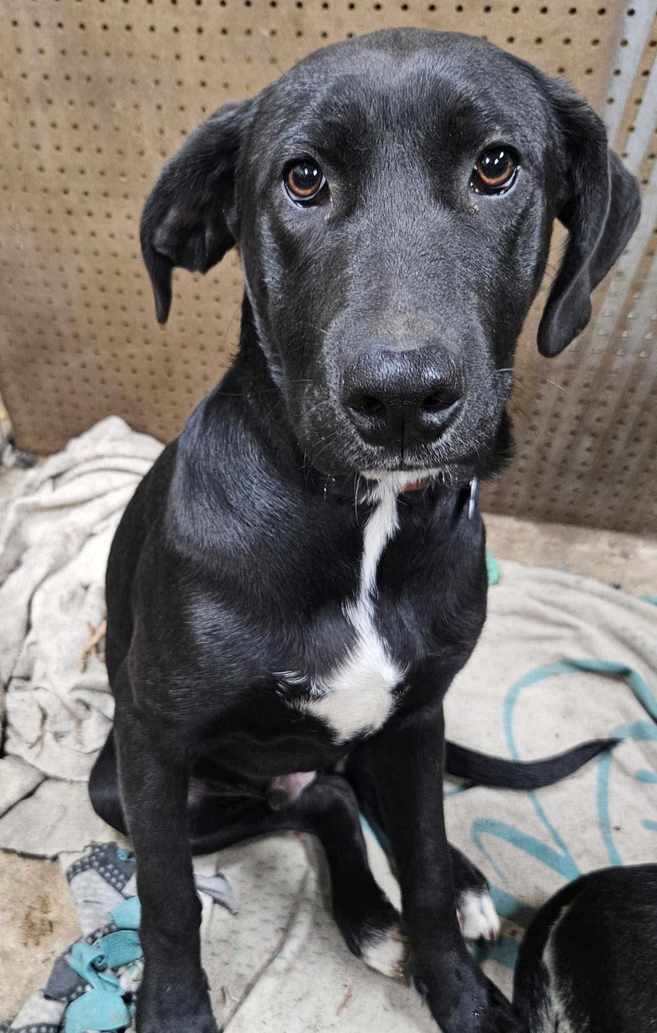 Enlarge Timmy, a Adoptable Mixed Breed in Puyallup, WA image 2/6