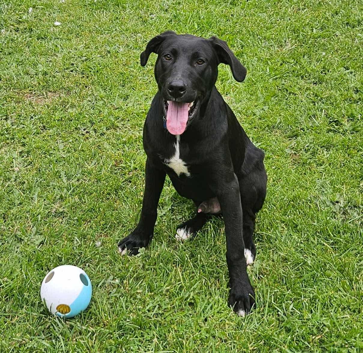 Enlarge Timmy, a Adoptable Mixed Breed in Puyallup, WA image 1/6