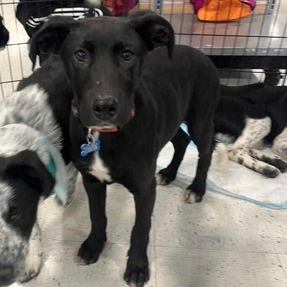 Enlarge Timmy, a Adoptable Mixed Breed in Puyallup, WA image 6/6