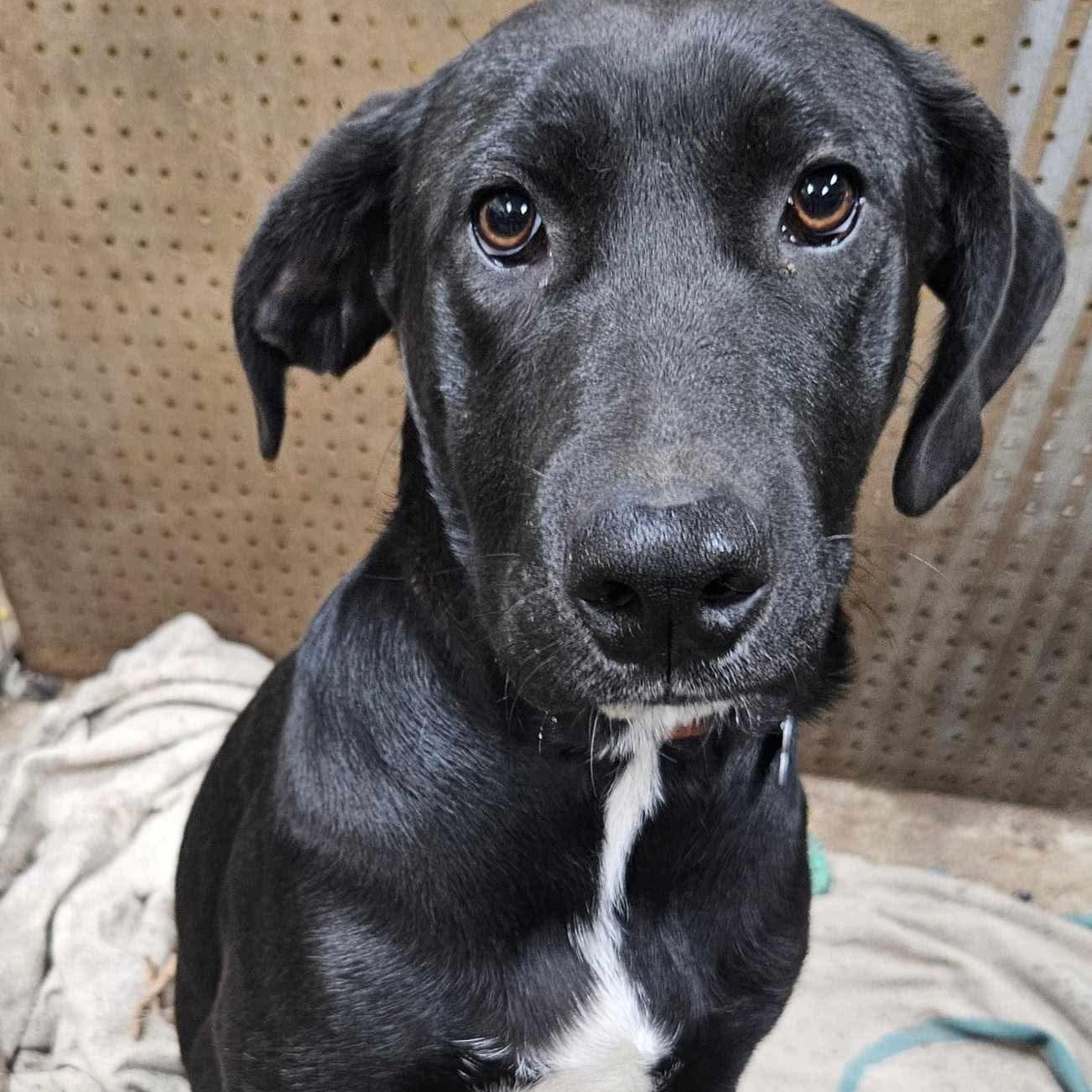 Enlarge Timmy, a Adoptable Mixed Breed in Puyallup, WA image 4/6