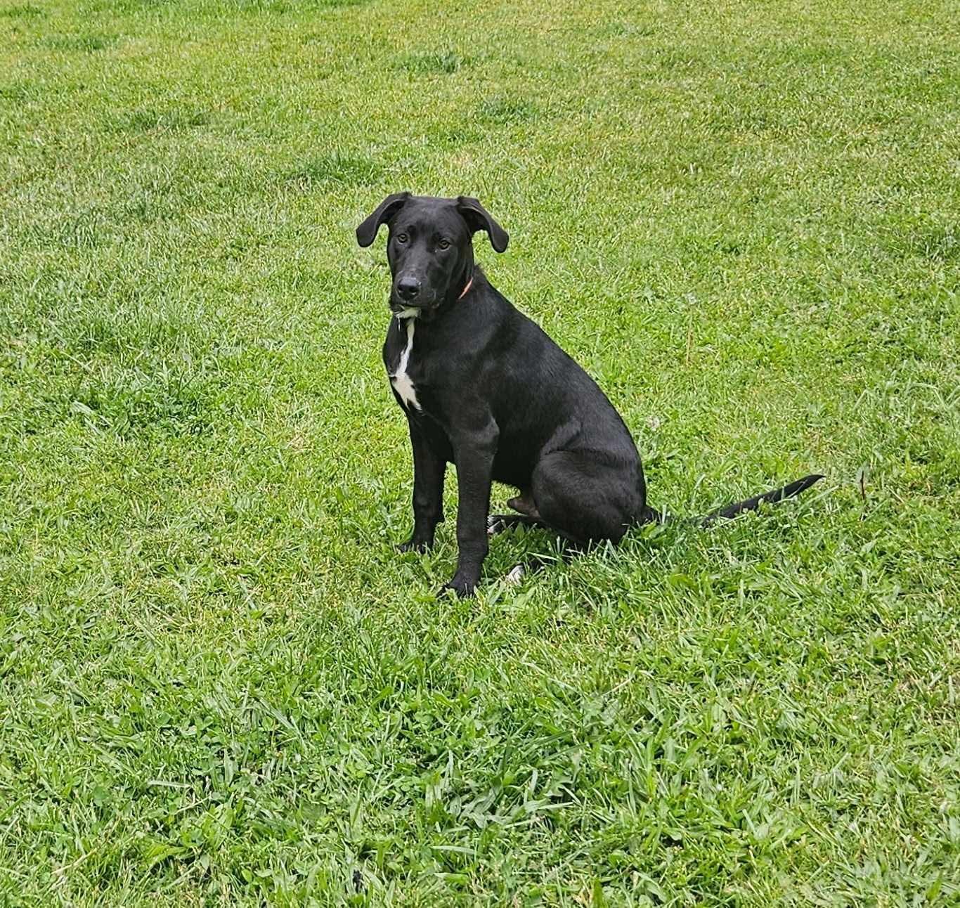 Enlarge Timmy, a Adoptable Mixed Breed in Puyallup, WA image 5/6