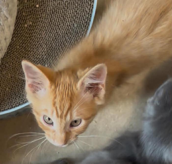 Jack, Adopted, Young Male Domestic Medium Hair.