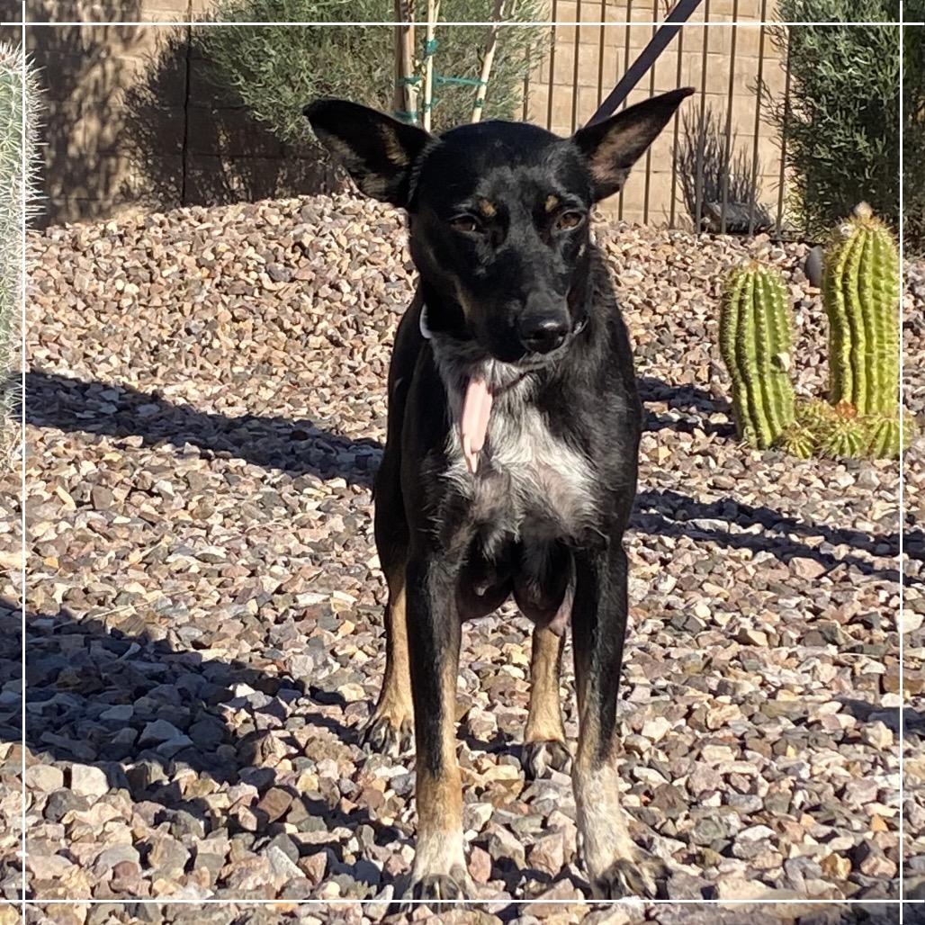 Holly, Adoptable, Adult Female Australian Kelpie & Mixed Breed.