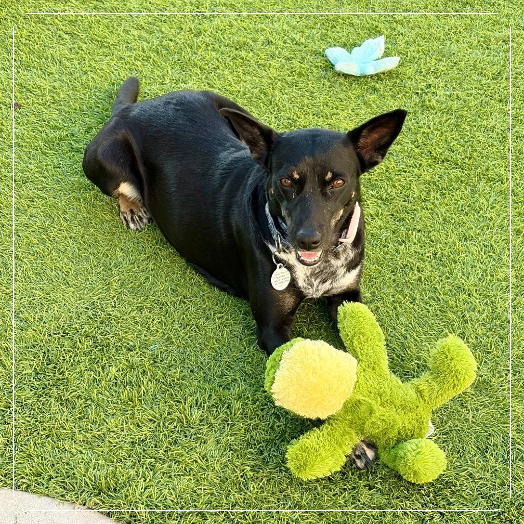 Enlarge Holly, a Adoptable mixed breed in Chandler, AZ image 3/3