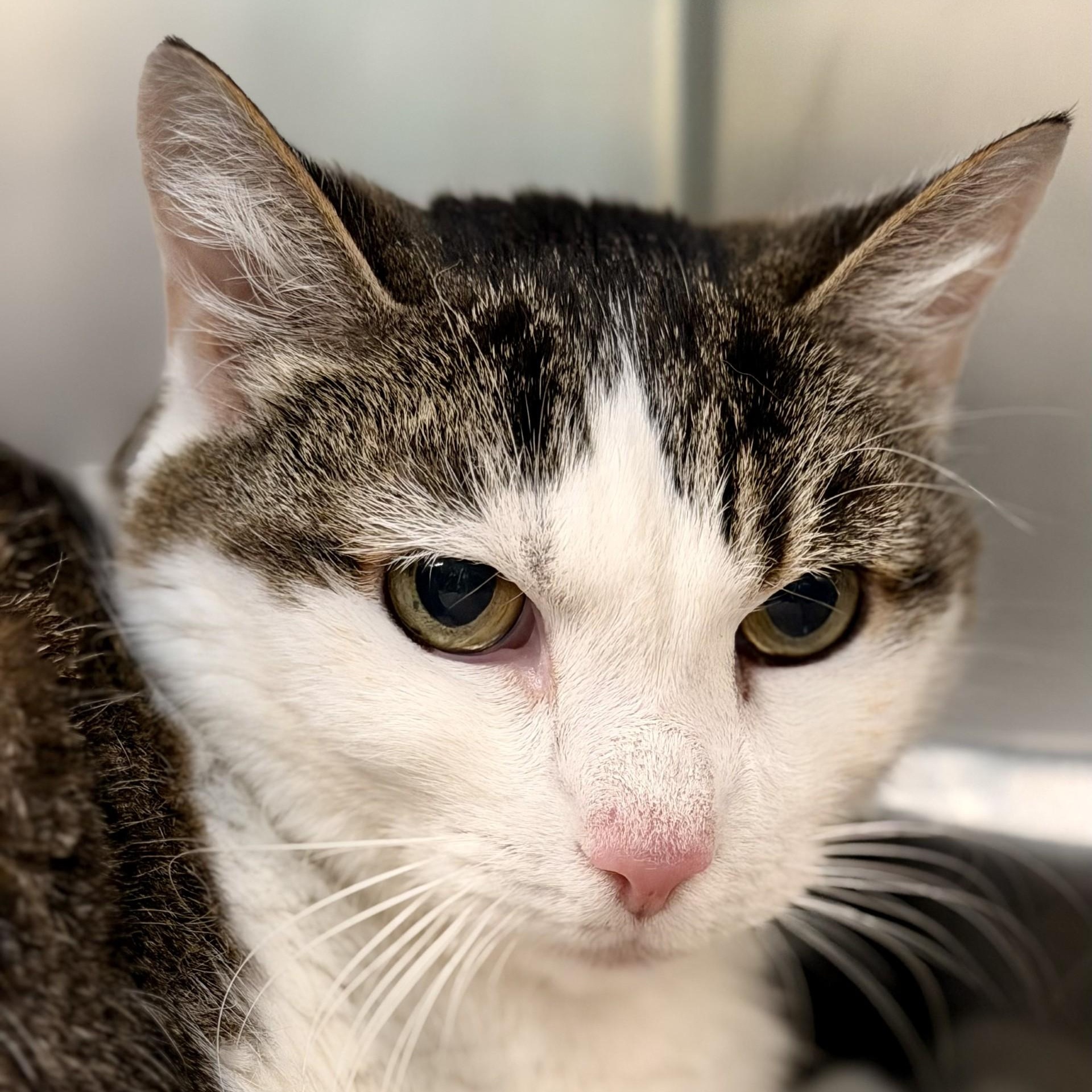 Enlarge Oaklynn, a ADOPTABLE Domestic Short Hair in Jackson, NJ image 2/2