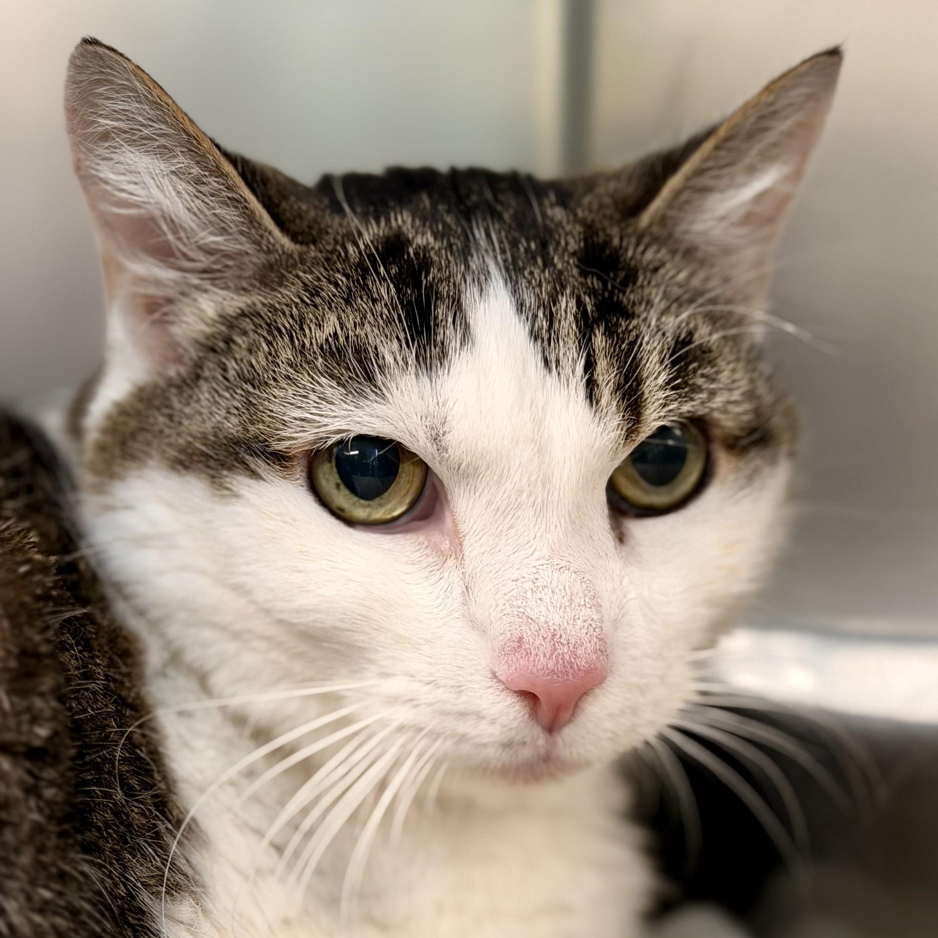 Enlarge Oaklynn, a ADOPTABLE Domestic Short Hair in Jackson, NJ image 1/2