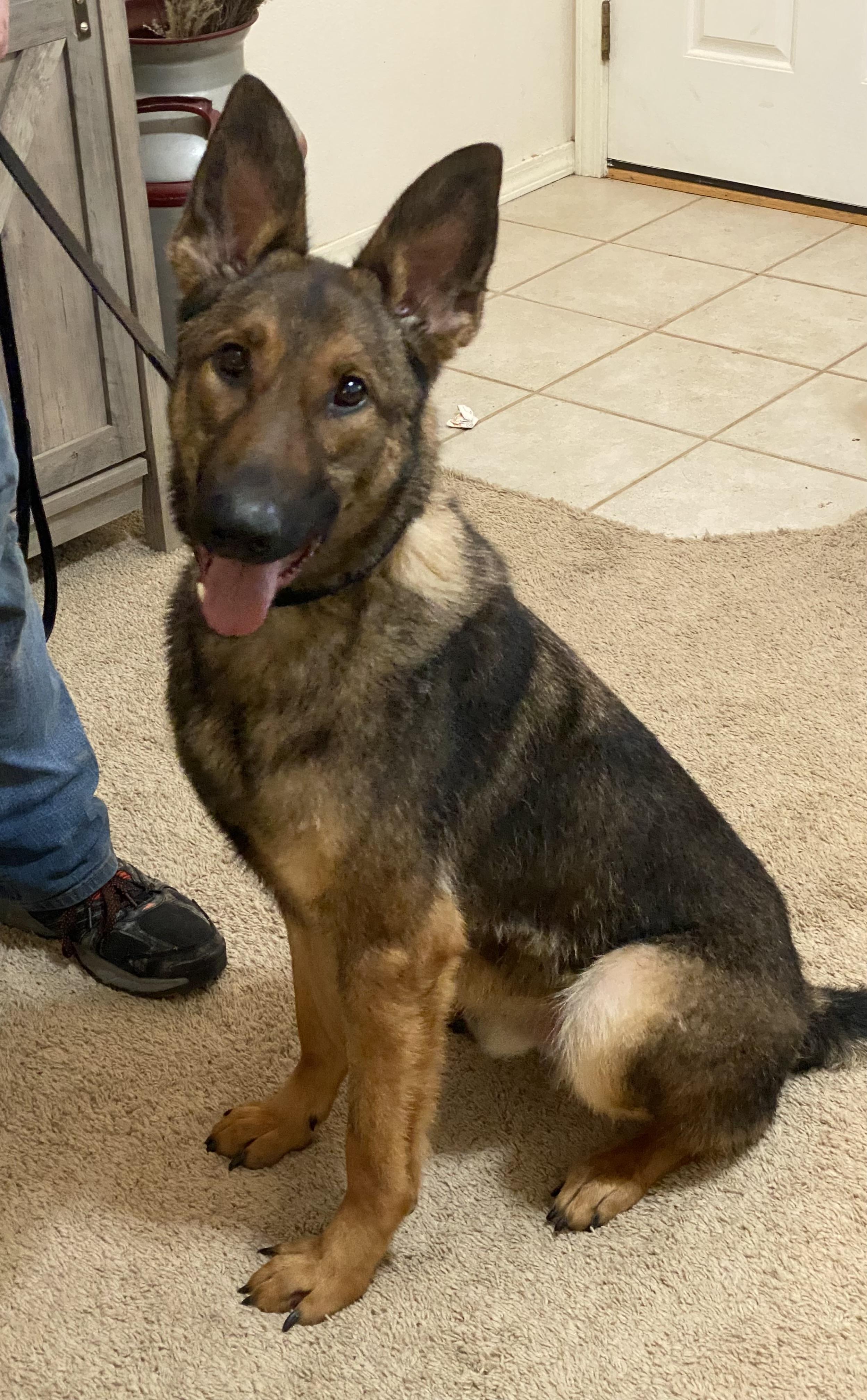 Enlarge Teddy, a Adoptable German Shepherd Dog in Kuna, ID image 2/4