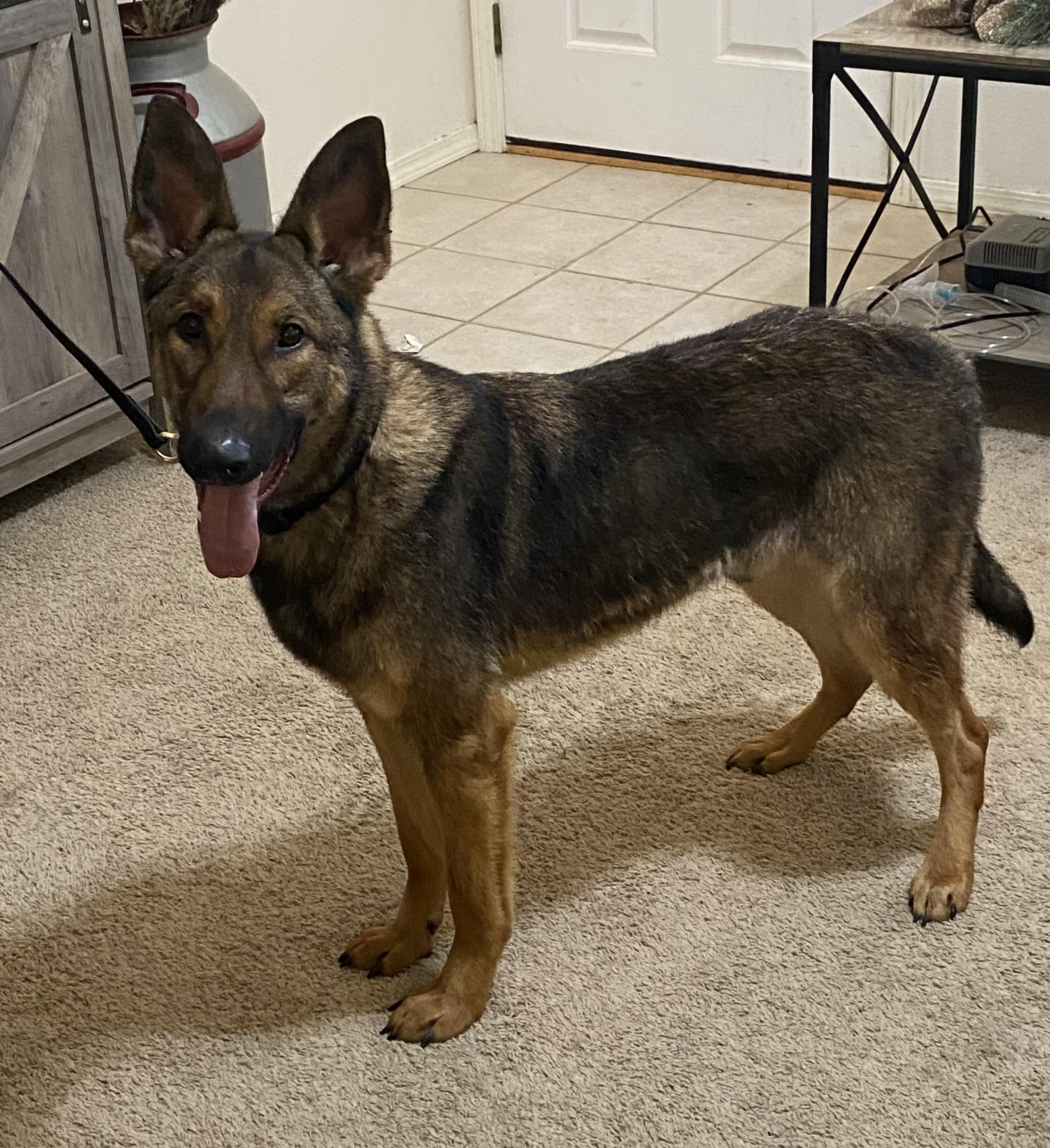 Enlarge Teddy, a Adoptable German Shepherd Dog in Kuna, ID image 1/4
