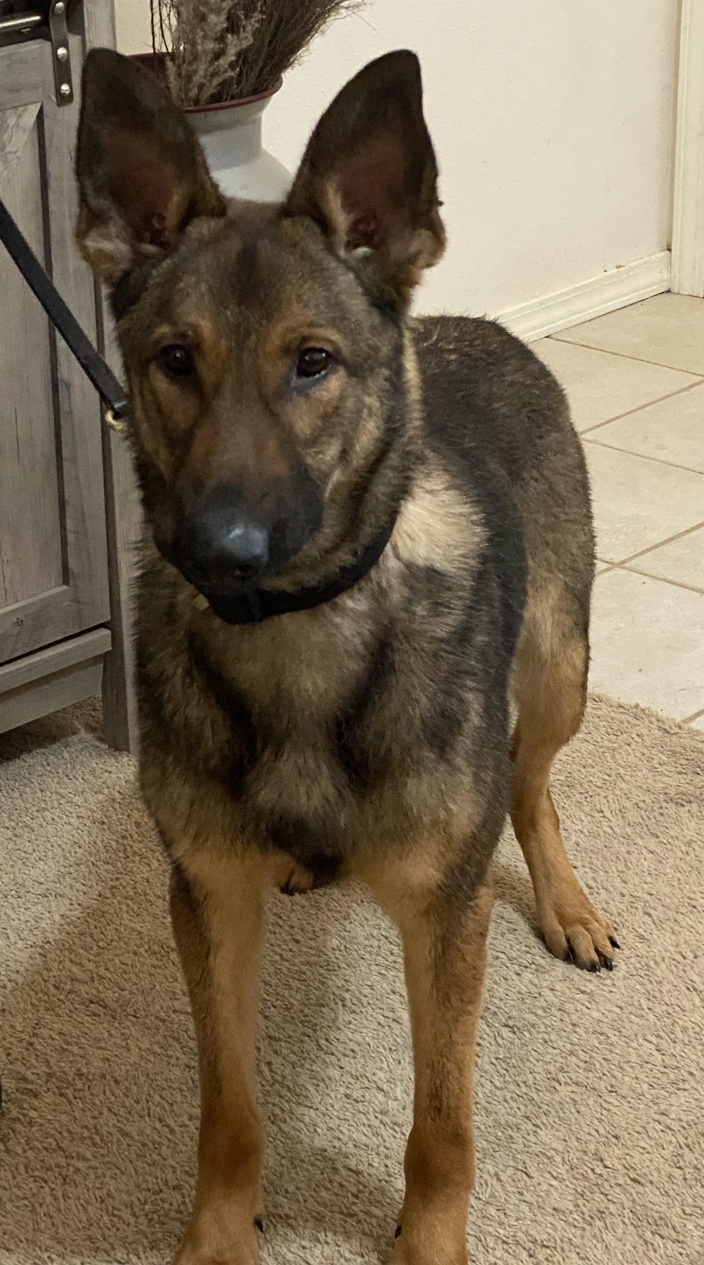 Enlarge Teddy, a Adoptable German Shepherd Dog in Kuna, ID image 3/4