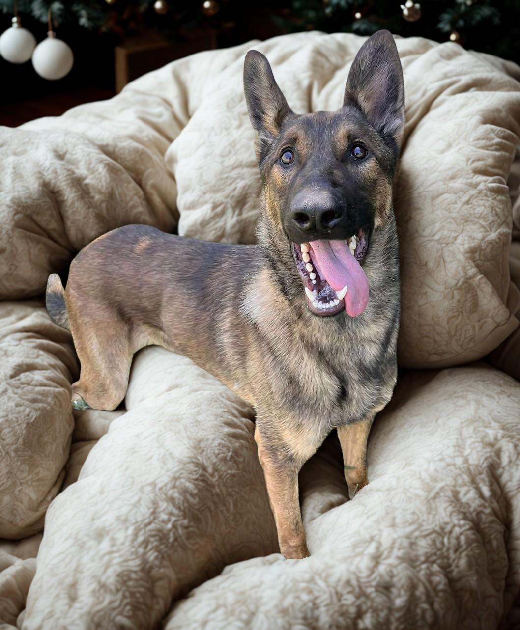 Teddy, a Adoptable German Shepherd Dog in Kuna, ID image 1/2