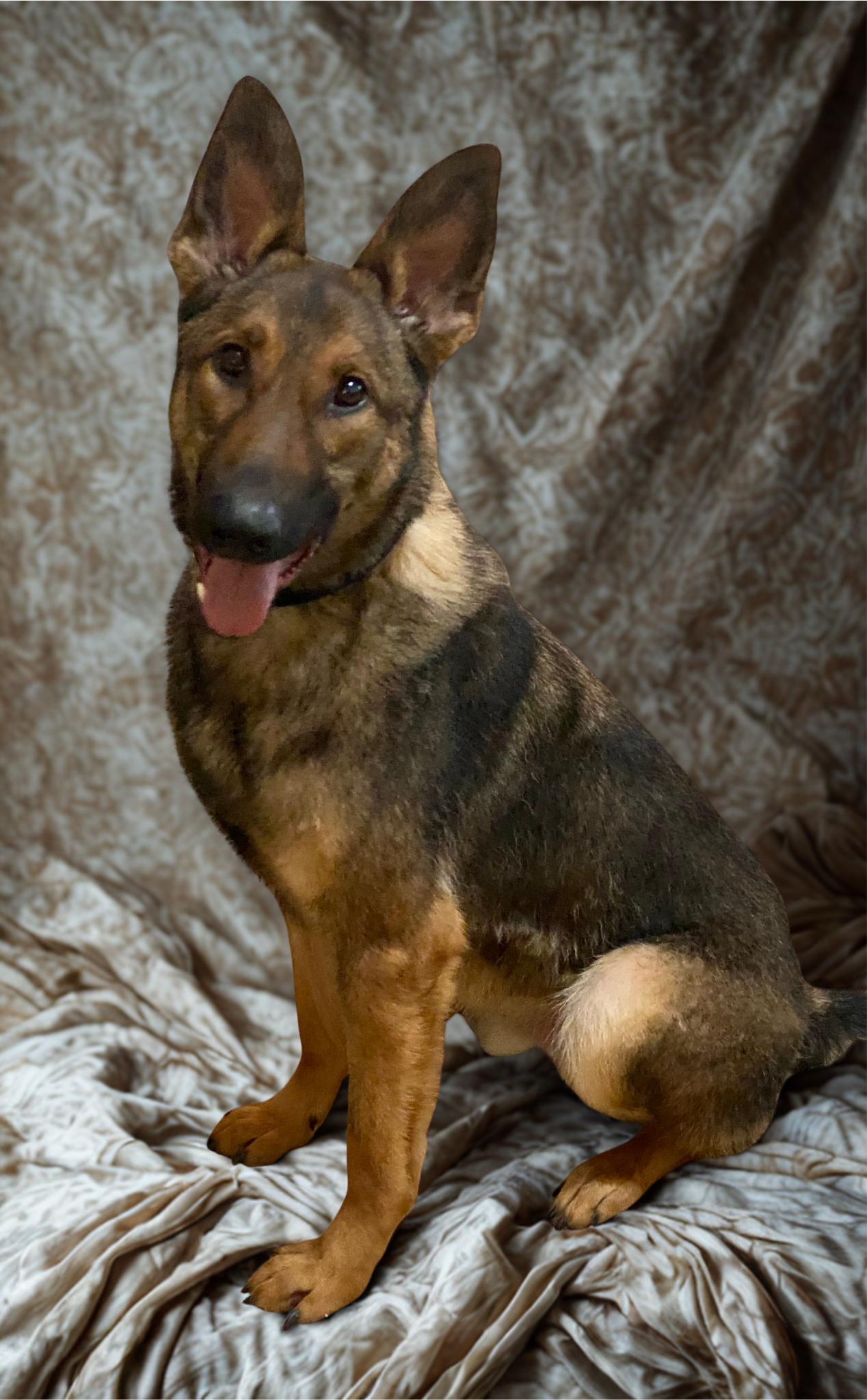 Enlarge Teddy, a Adoptable German Shepherd Dog in Kuna, ID image 1/3