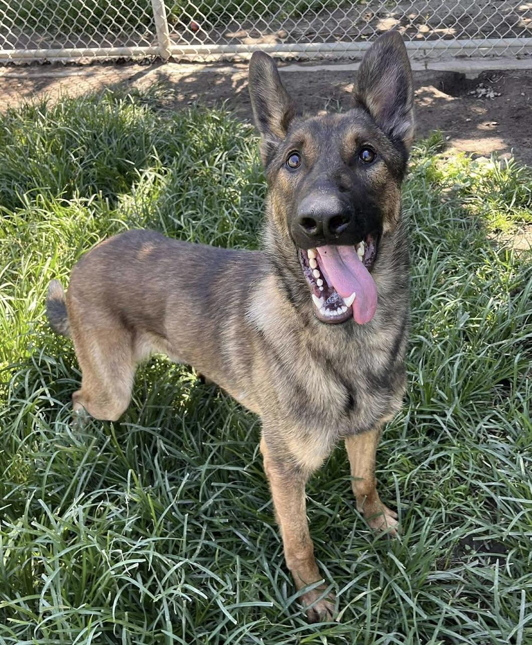 Enlarge Teddy, a Adoptable German Shepherd Dog in Kuna, ID image 1/2