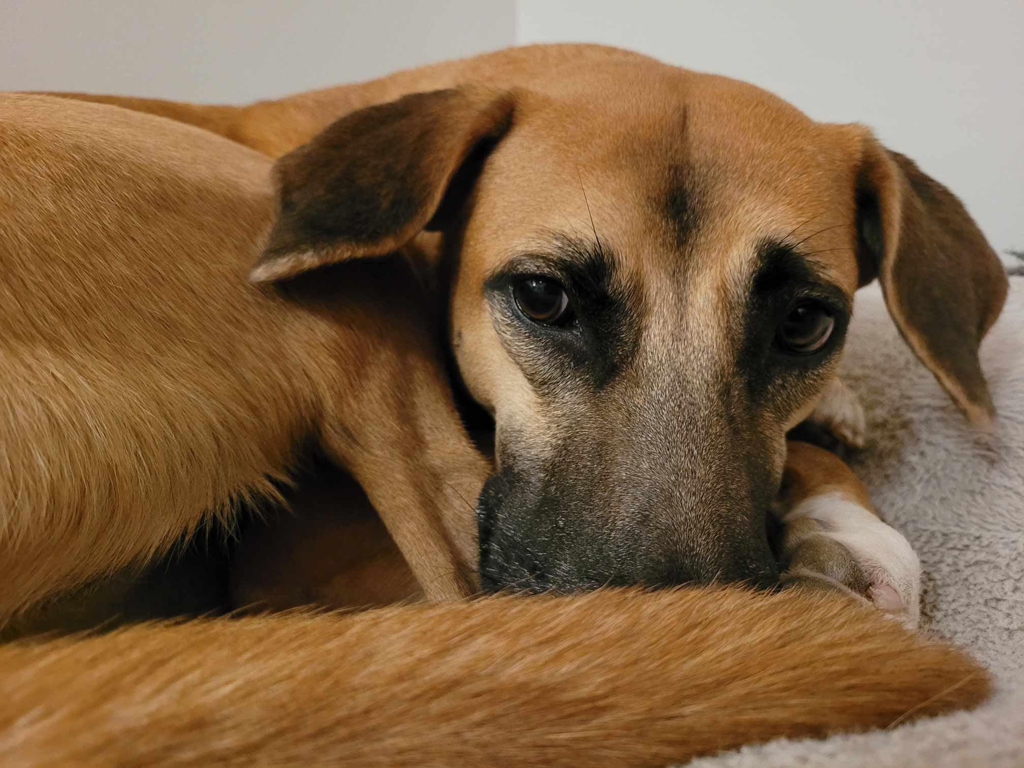 Enlarge Ginger, a Adopted mixed breed in St Catharines, ON image 2/5