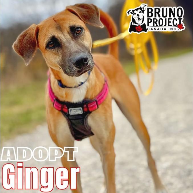 Ginger, Adopted, Adult Female Mixed Breed.
