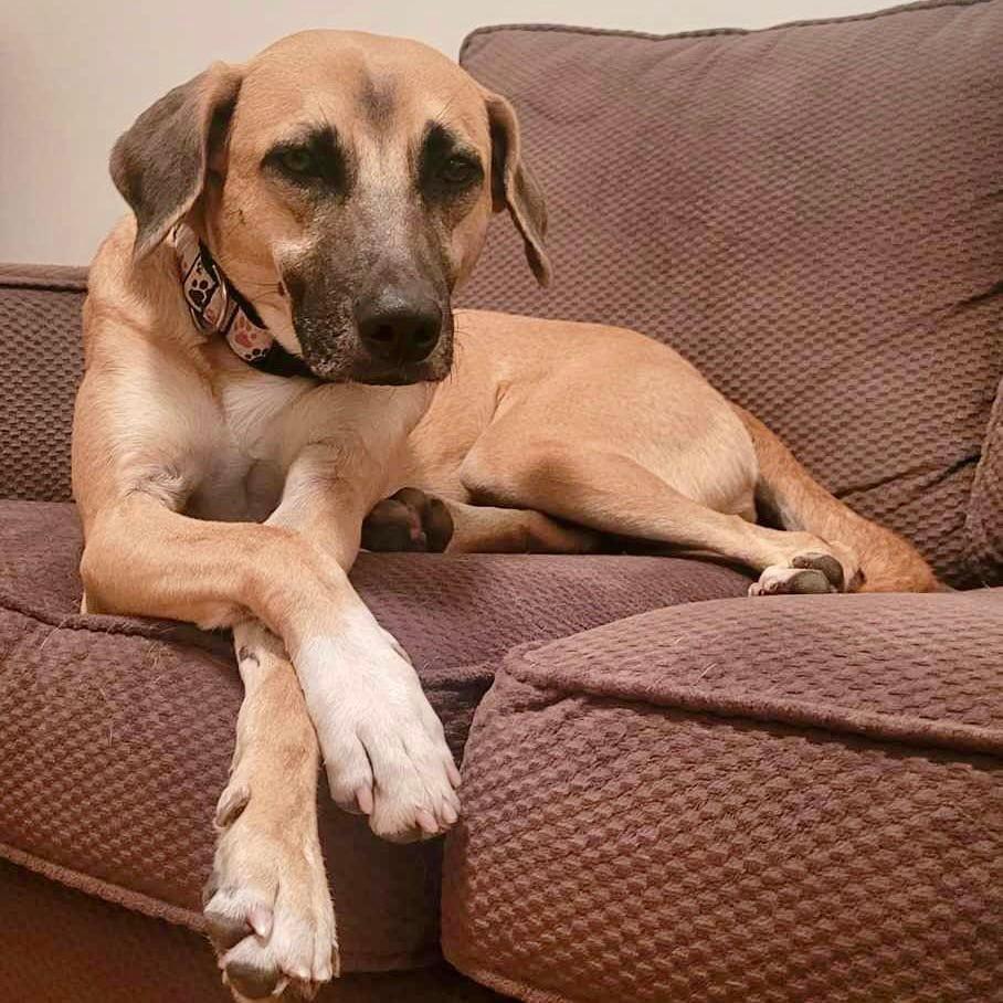 Enlarge Ginger, a Adopted mixed breed in St Catharines, ON image 4/5