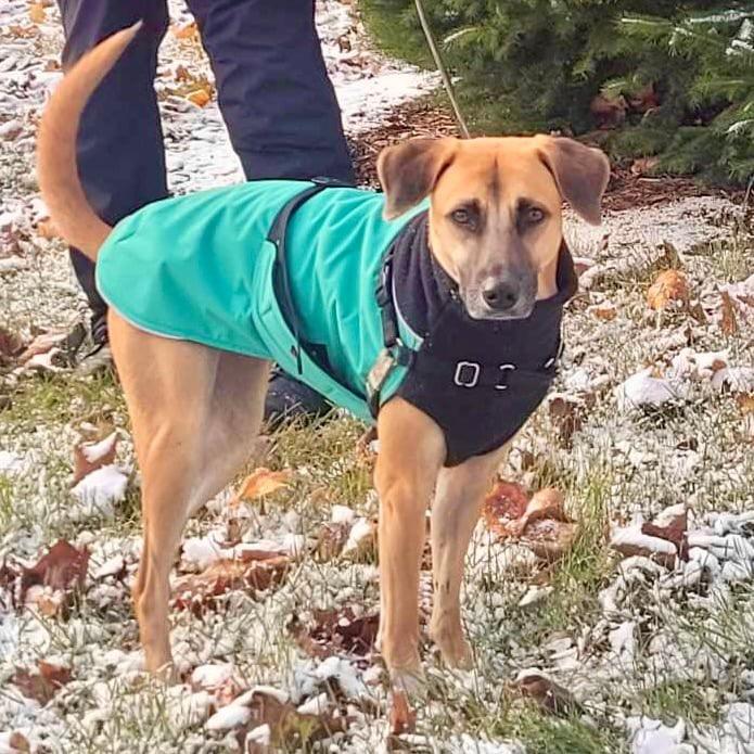 Enlarge Ginger, a Adopted mixed breed in St Catharines, ON image 5/5