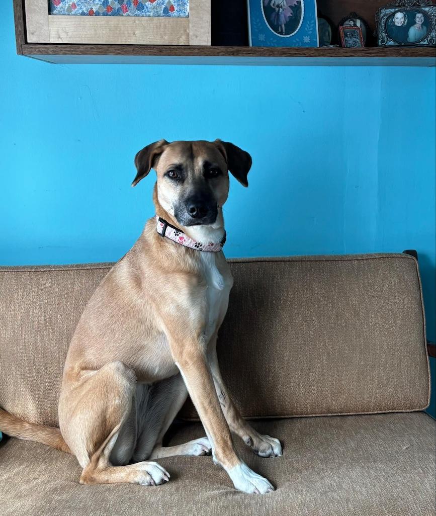 Enlarge Ginger, a Adopted mixed breed in St Catharines, ON image 3/5