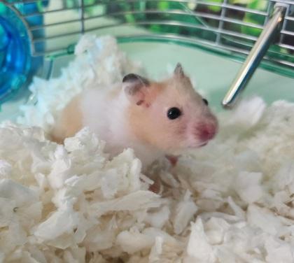 Sagittarius, Adoptable, Young Male Hamster & Dwarf Hamster.