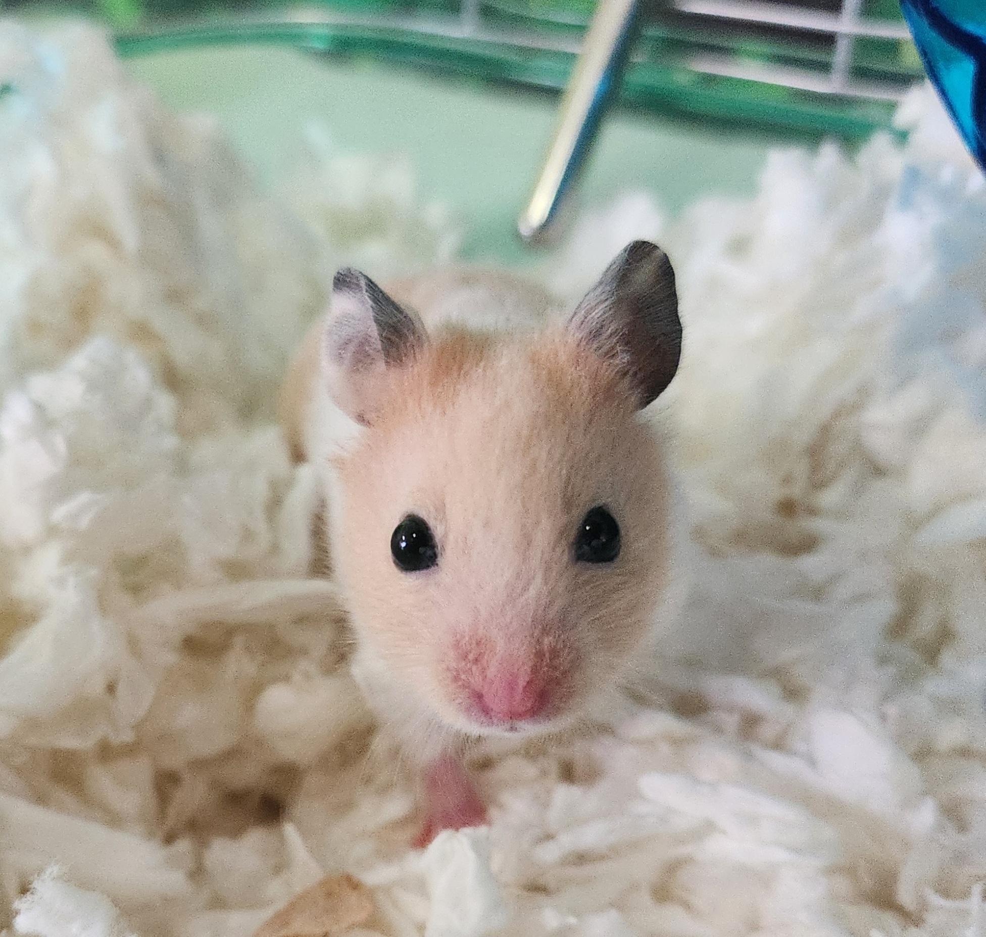 Enlarge Sagittarius, an adopted mixed breed in Whitby, ON image 2/2