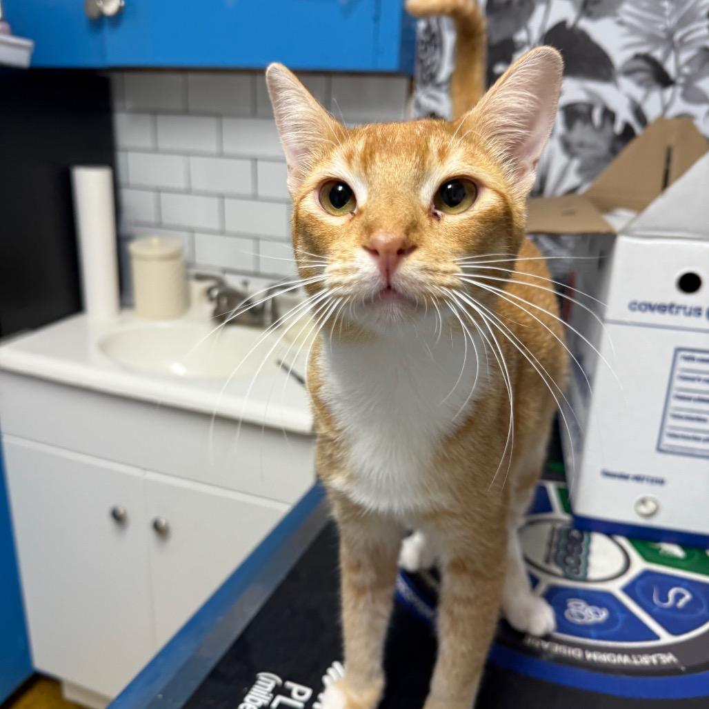 Enlarge Donkey, a Adoptable Domestic Short Hair in Wahiawa, HI image 1/1