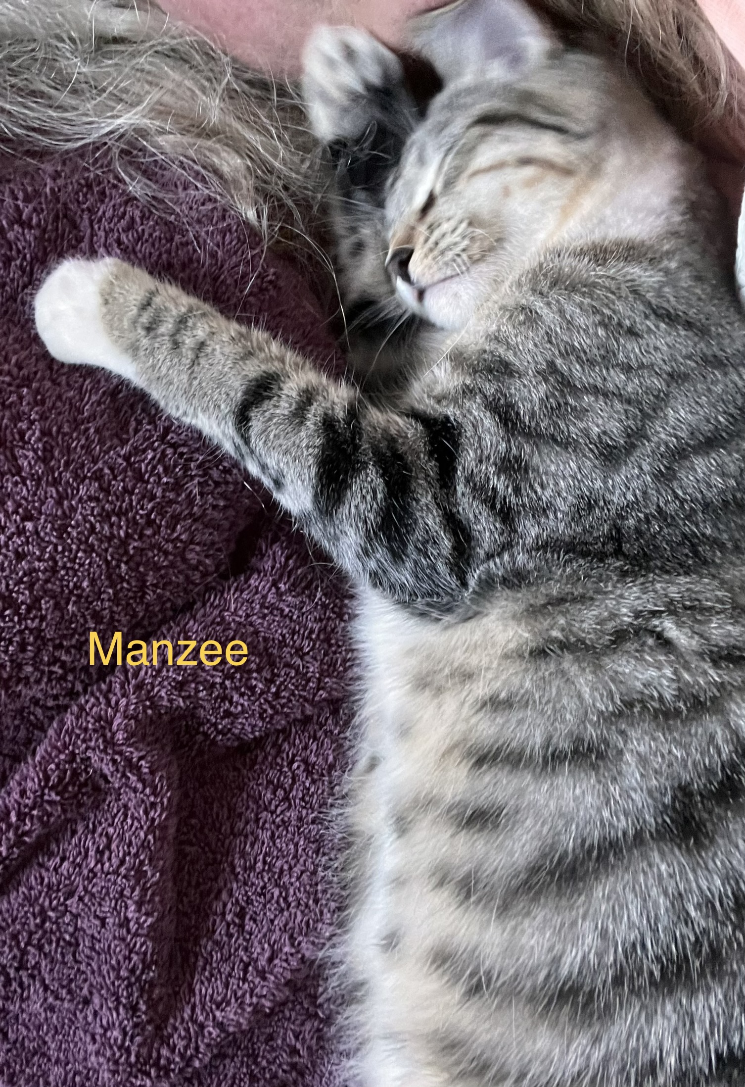 Enlarge Manzee, a Adoptable mixed breed in Moreno Valley, CA image 4/4