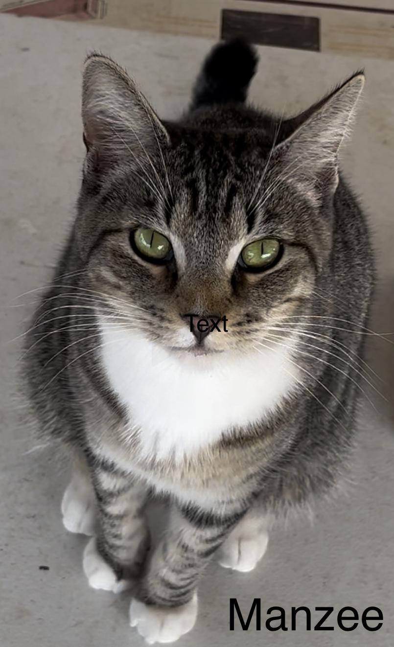 Enlarge Manzee, a Adoptable mixed breed in Moreno Valley, CA image 1/4