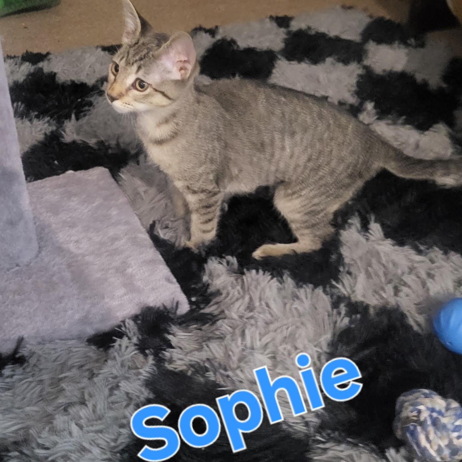Sophie, a Adoptable Domestic Short Hair in Unionville, MO image 3/6
