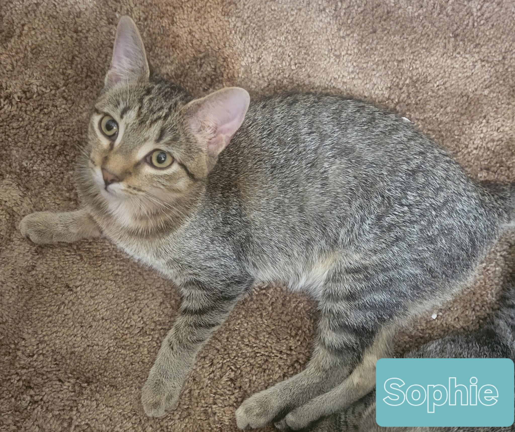 Sophie, a Adoptable Domestic Short Hair in Unionville, MO image 2/6