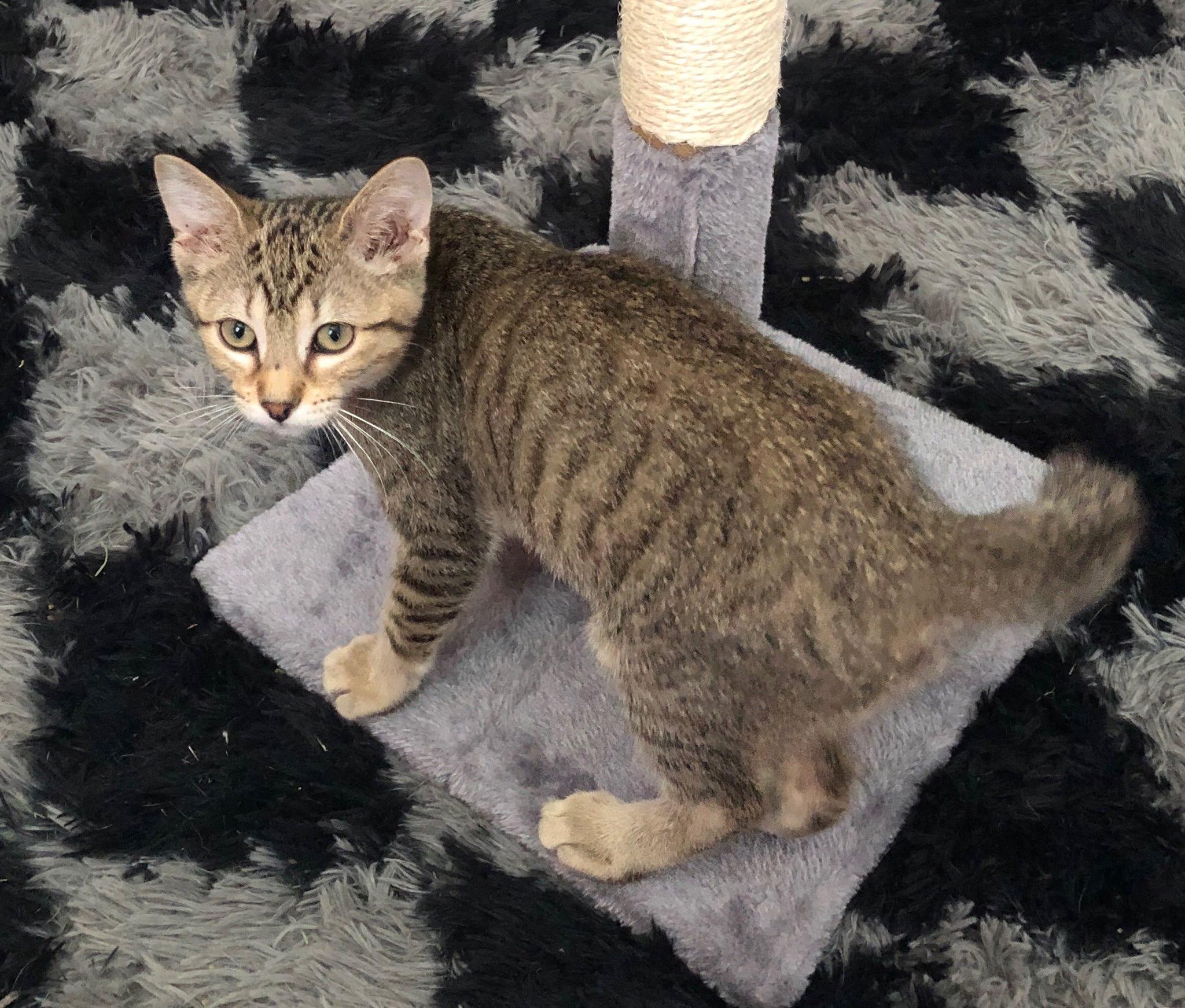 Sophie, a Adoptable Domestic Short Hair in Unionville, MO image 4/6