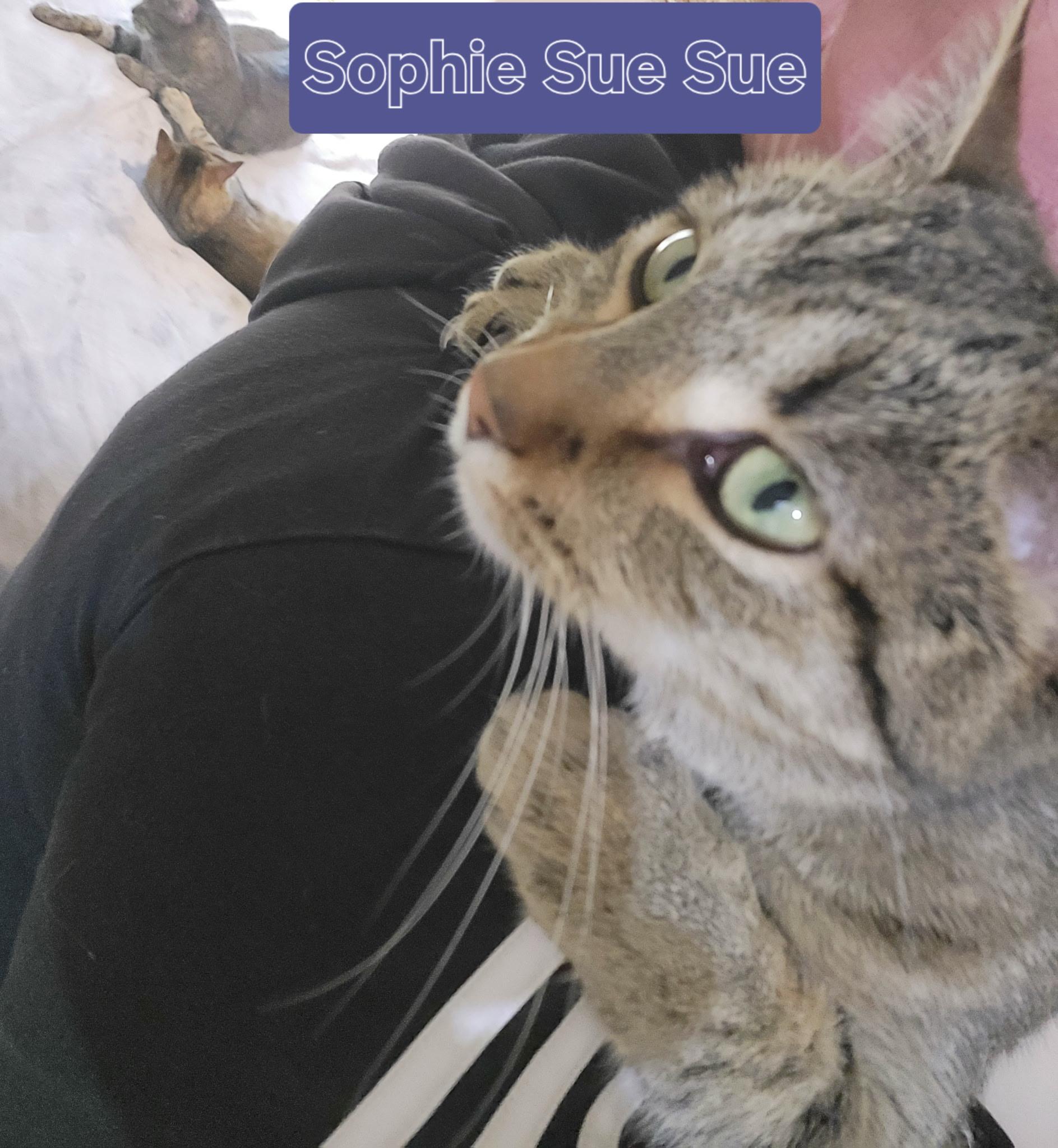 Enlarge Sophie, a Adoptable Domestic Short Hair in Unionville, MO image 3/5